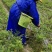 优选藤茶苗基地直供一手货源保质保量全国发货