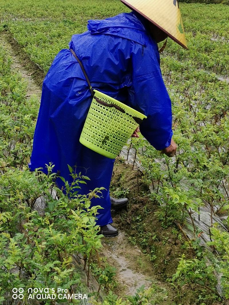 优选藤茶苗基地直供一手货源保质保量全国发货
