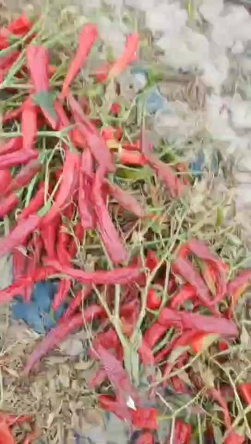 红素8号高产色素椒干鲜两用辣椒种子每袋10克包邮