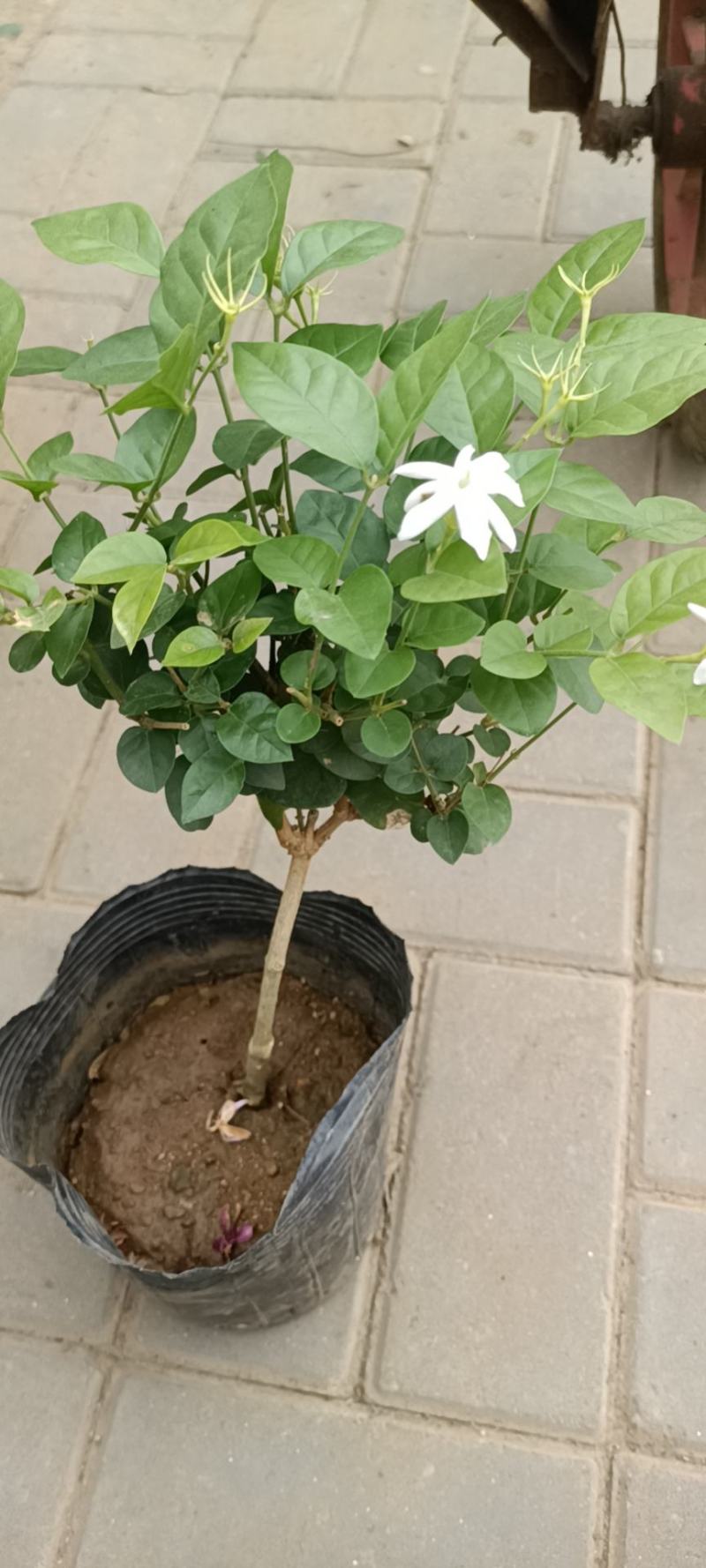 笔尖茉莉老兵苗圃专售精品大小笔尖茉莉带花发货