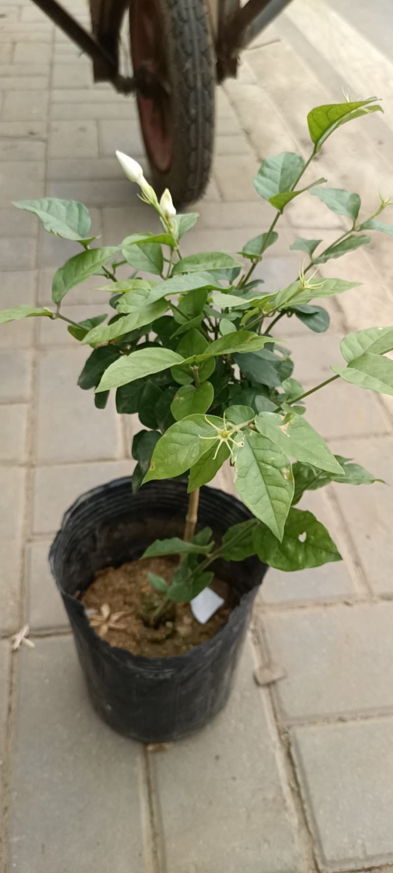 笔尖茉莉老兵苗圃专售精品大小笔尖茉莉带花发货