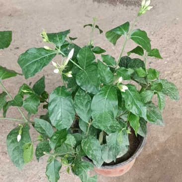 笔尖茉莉老兵苗圃专售精品大小笔尖茉莉带花发货