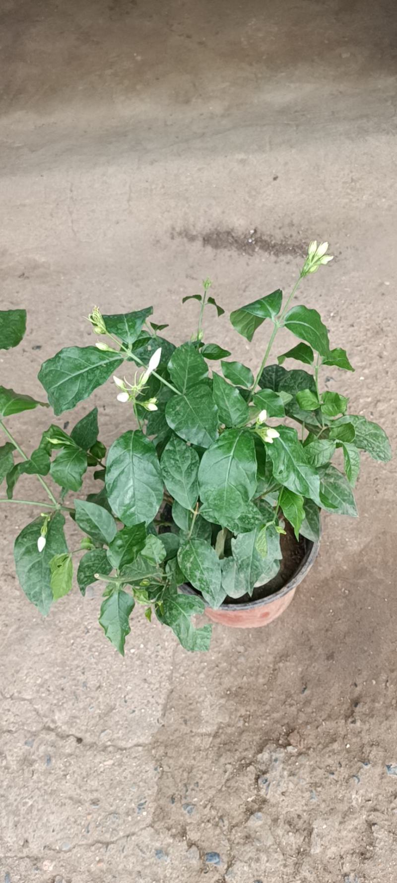笔尖茉莉老兵苗圃专售精品大小笔尖茉莉带花发货