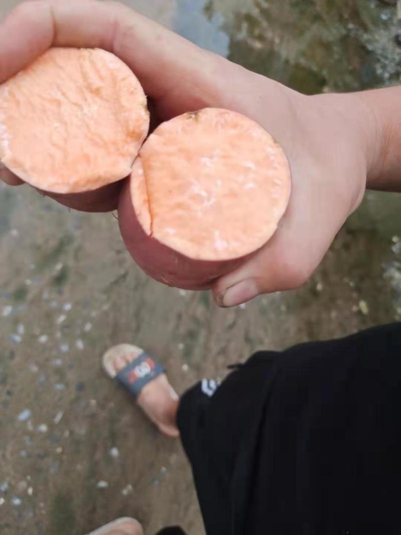 烟薯25.品质杠杠滴，紫皮红心，皮毛颜色没得挑。。