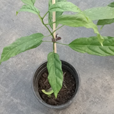 垂丝茉莉盆栽老兵苗圃专售垂丝茉莉精品大小苗