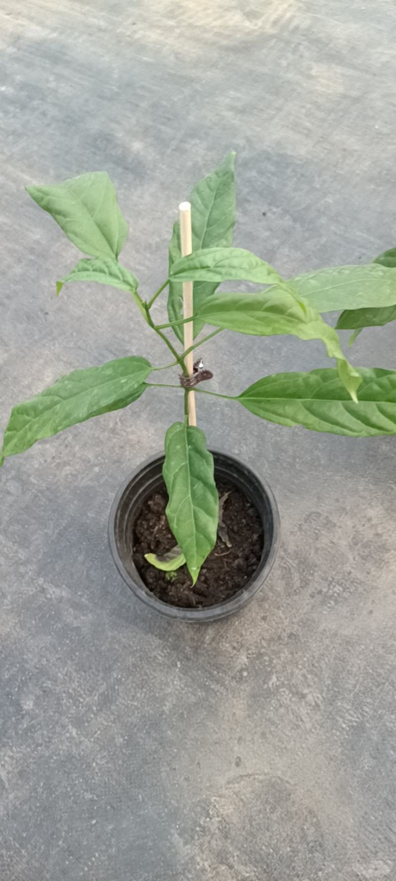 垂丝茉莉盆栽老兵苗圃专售垂丝茉莉精品大小苗