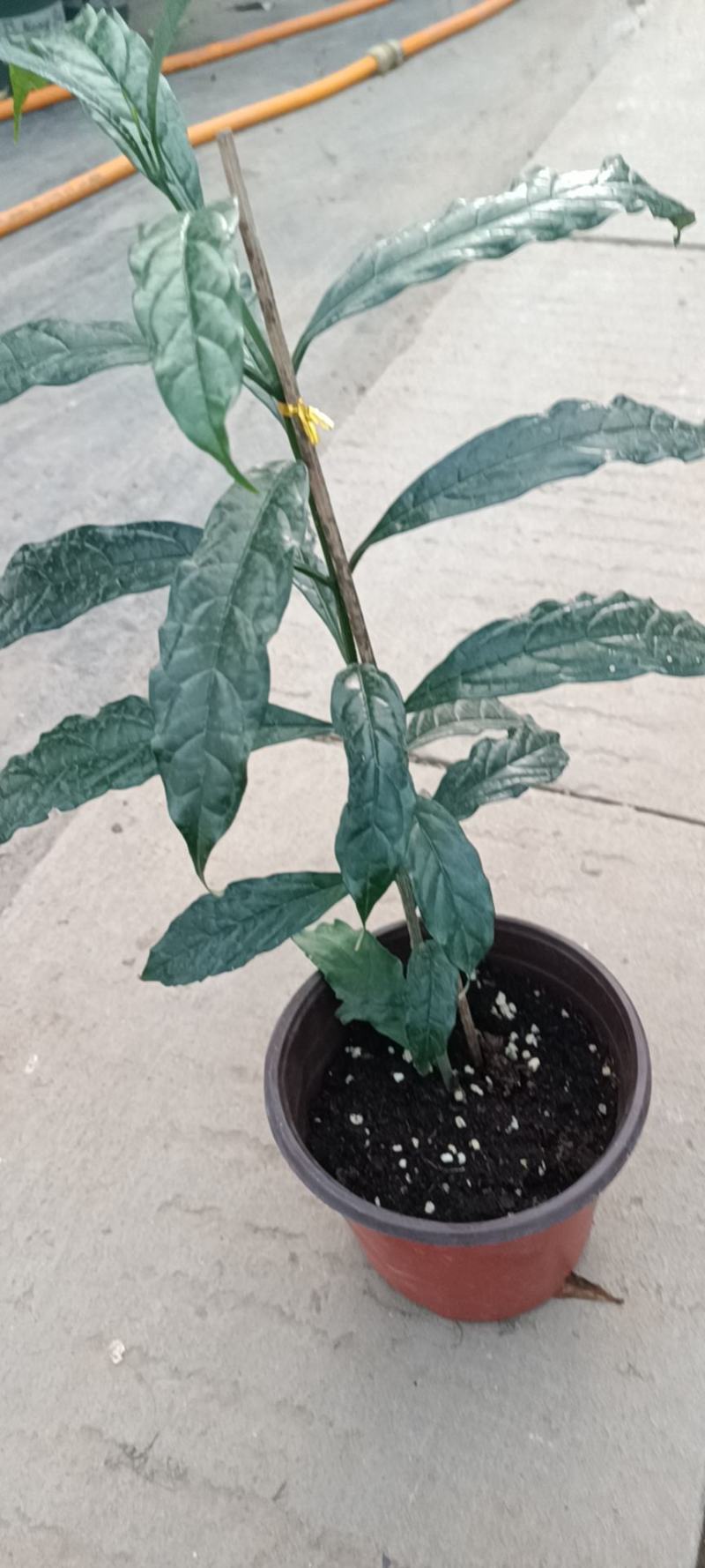 垂丝茉莉盆栽老兵苗圃专售垂丝茉莉精品大小苗
