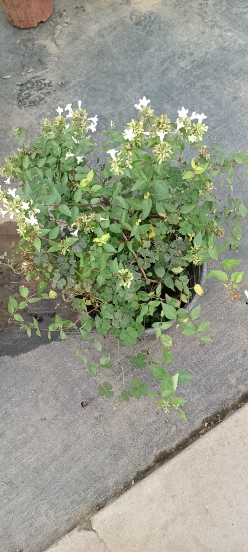 垂丝茉莉盆栽老兵苗圃专售垂丝茉莉精品大小苗