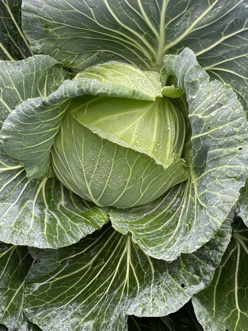 莲花白