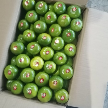 柑桔国庆一号开始上市了