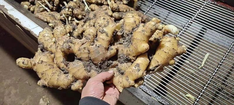 【实力】山东生姜块大辣味足产地供应对接出口代发代存
