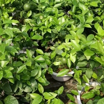 柠檬老兵苗圃专售精品柠檬盆栽