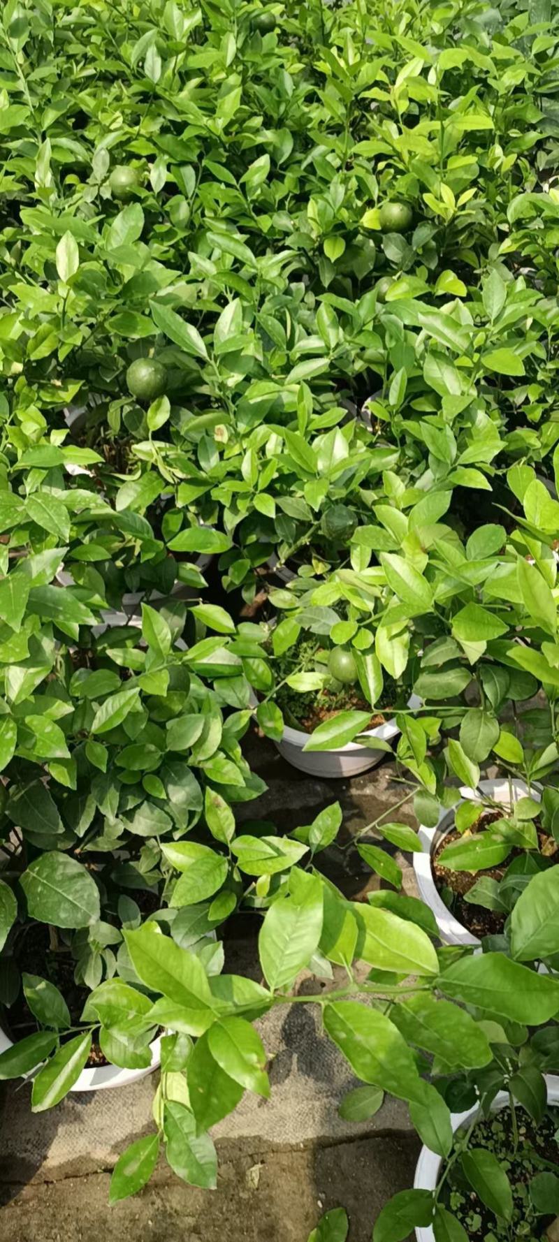 柠檬老兵苗圃专售精品柠檬盆栽
