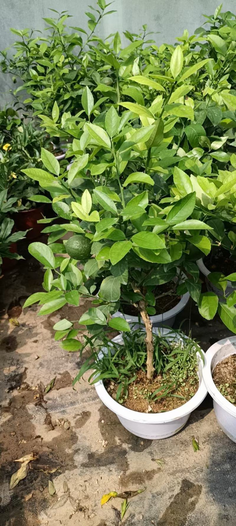 柠檬老兵苗圃专售精品柠檬盆栽