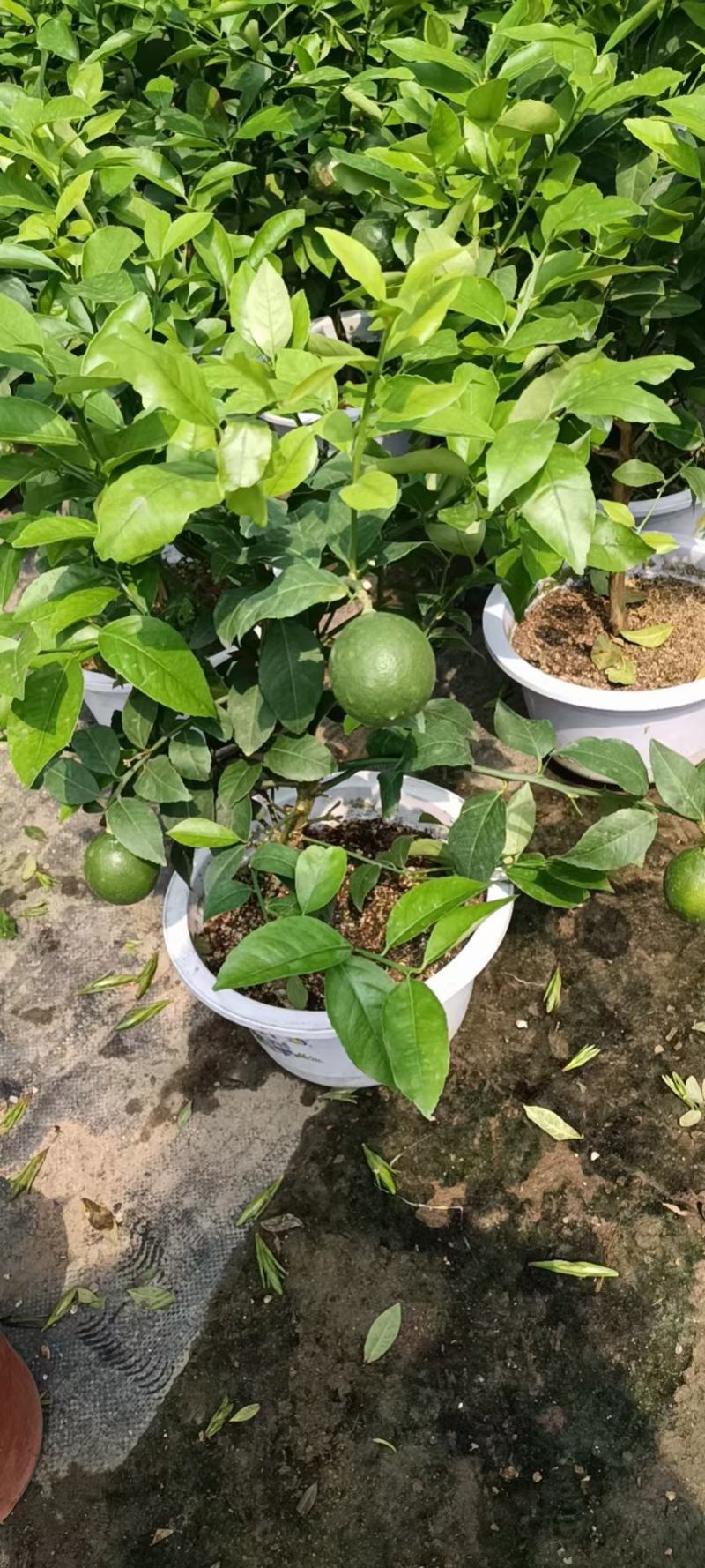 柠檬老兵苗圃专售精品柠檬盆栽