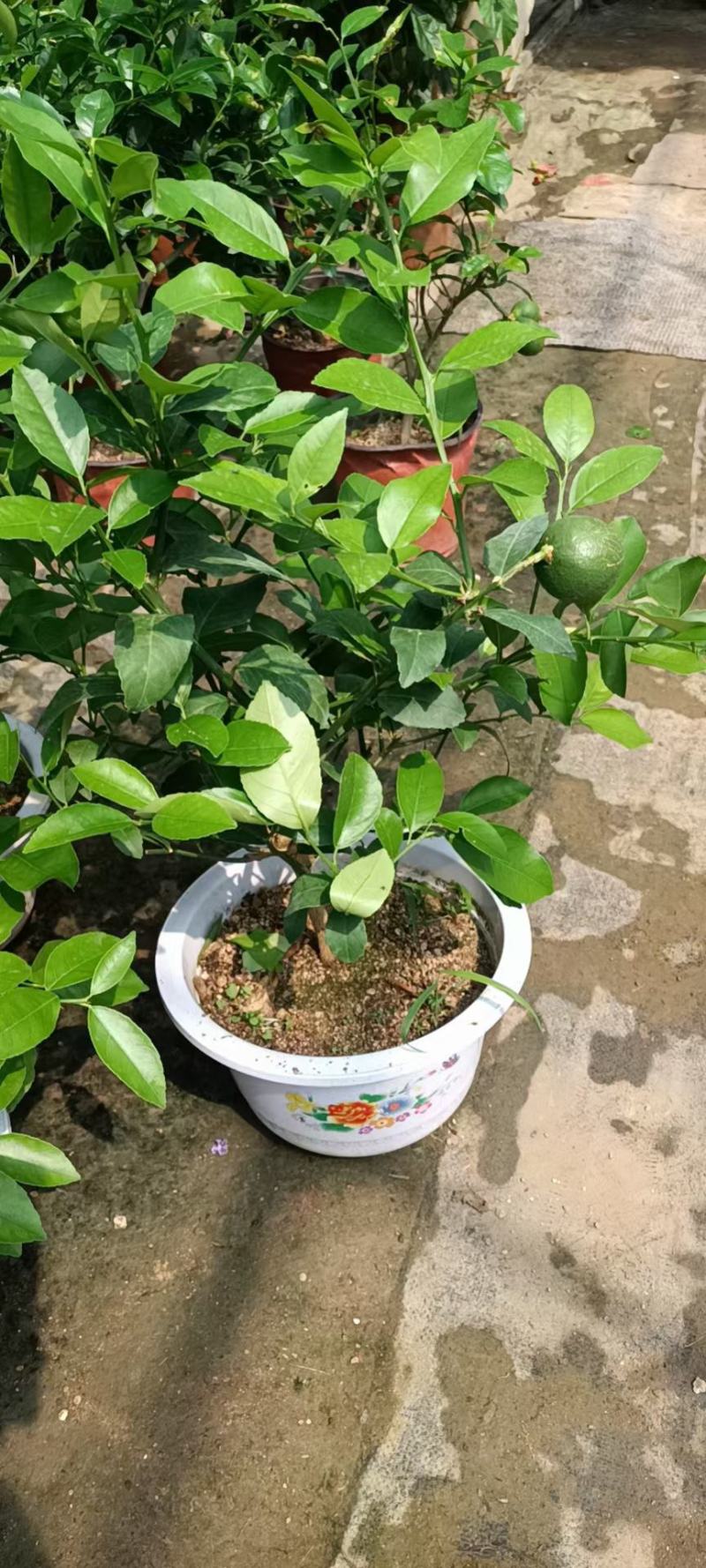 柠檬老兵苗圃专售精品柠檬盆栽