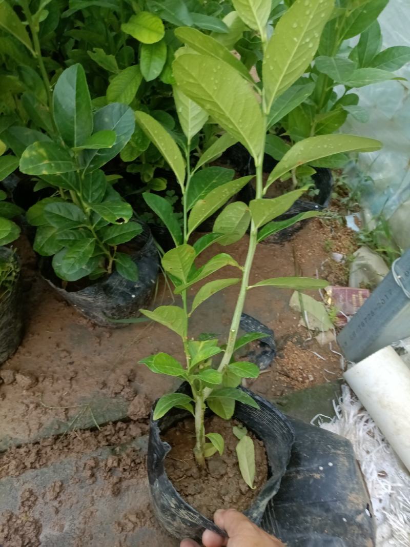 柠檬老兵苗圃专售精品柠檬盆栽