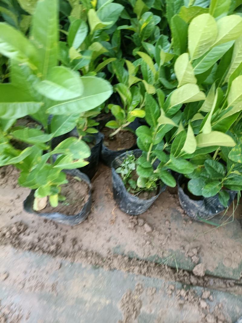 柠檬老兵苗圃专售精品柠檬盆栽