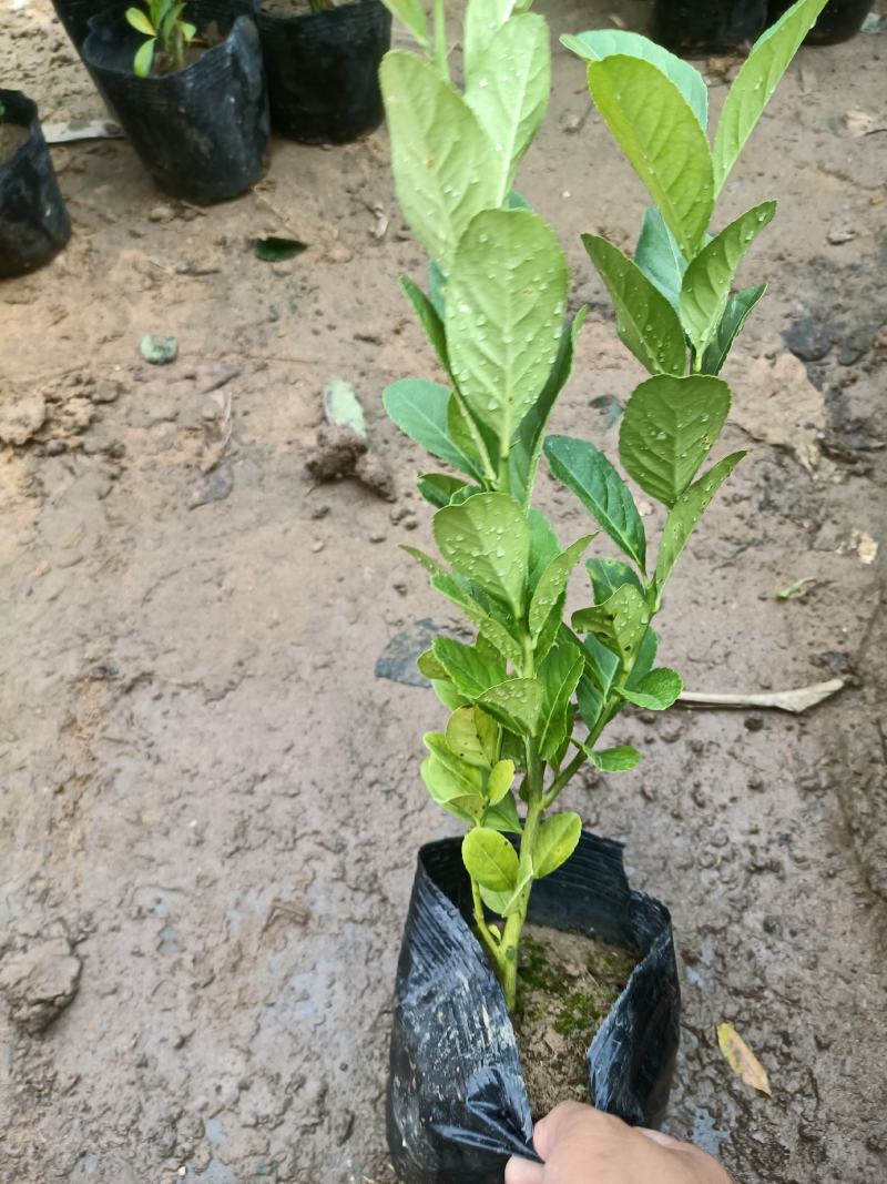 柠檬老兵苗圃专售精品柠檬盆栽