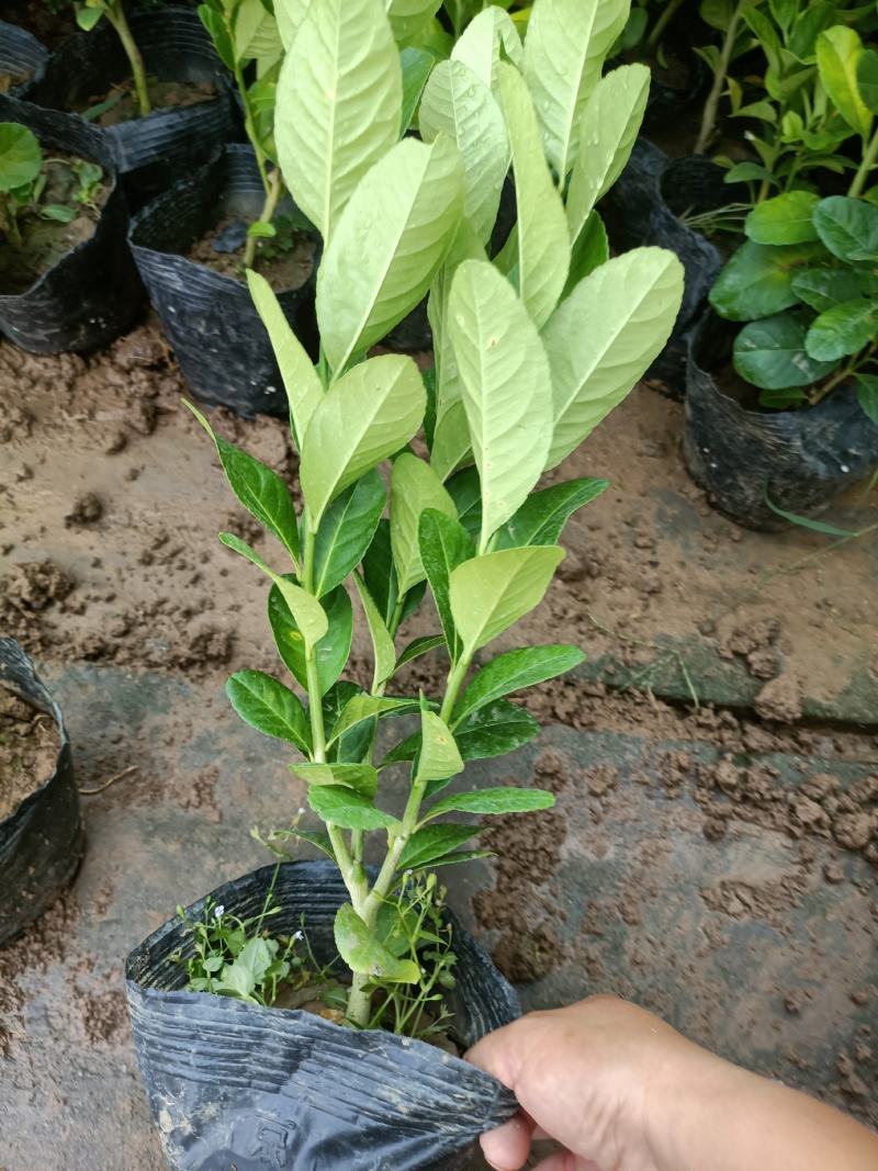 柠檬老兵苗圃专售精品柠檬盆栽