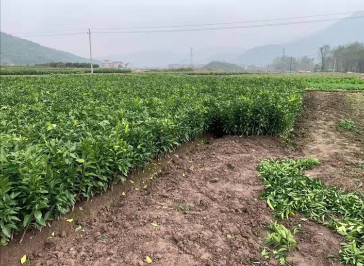 不知火柑橘冬季涂白与培土防护实景图