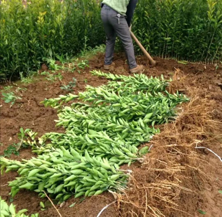 不知火柑橘定植现场图
