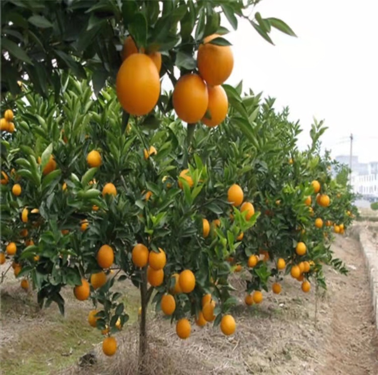 画面左侧为1年生健壮金秋沙糖桔嫁接苗(株高约80cm,枝条青绿、顶芽饱满),右侧为3年生初挂果树(树冠紧凑,主枝分叉清晰,枝梢中上部可见少量青绿色小果,果径约1.2–1.8cm,果皮光滑有蜡质,背景为华南典型红壤坡地果园环境,阳光斜照,可见明显叶果比 金秋沙糖桔幼树与初果期对比图