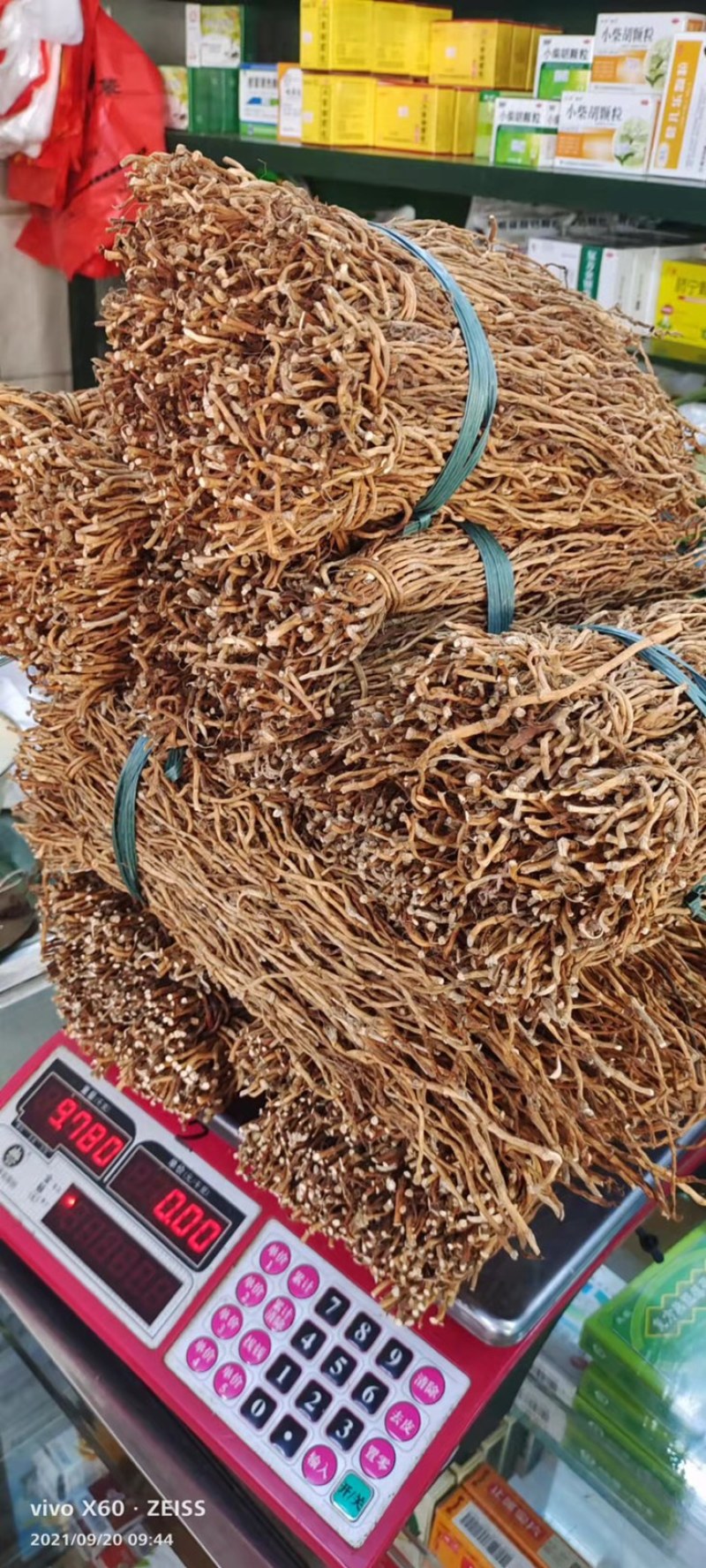 鱼腥草2023年6月新货现货三万多斤大量批发包邮