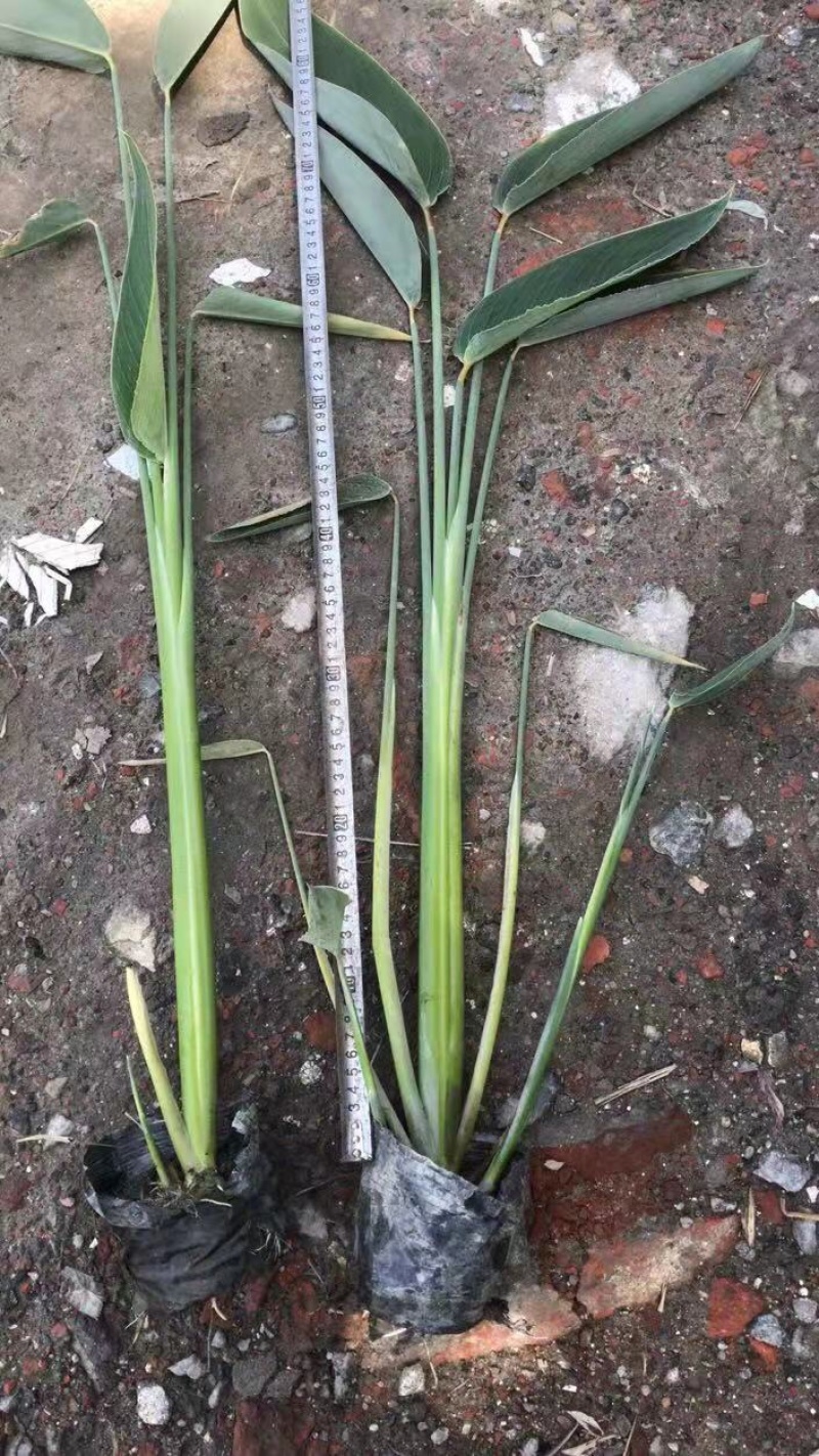 自家基地直销再力花再力花地苗杯苗批发再力花一手货源