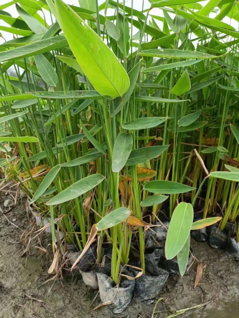 自家基地直销再力花再力花地苗杯苗批发再力花一手货源