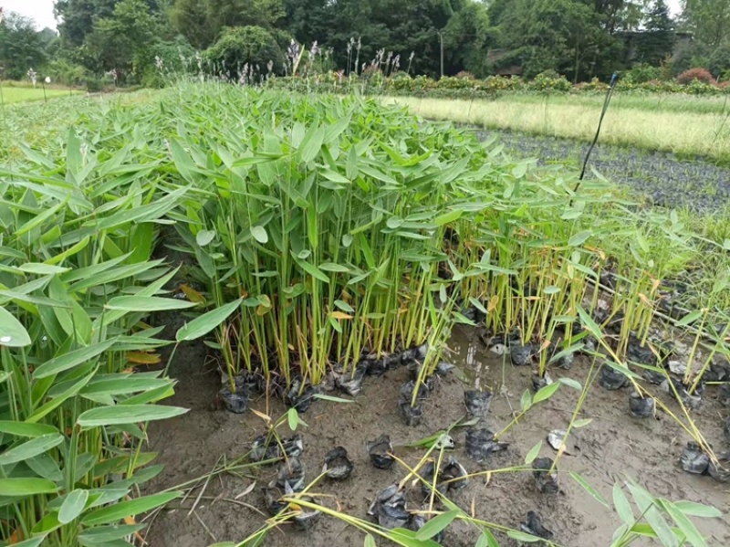自家基地直销再力花再力花地苗杯苗批发再力花一手货源