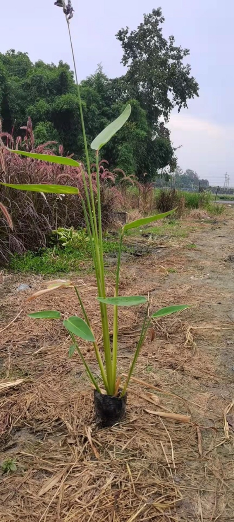 自家基地直销再力花再力花地苗杯苗批发再力花一手货源