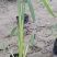 自家基地直销再力花再力花地苗杯苗批发再力花一手货源