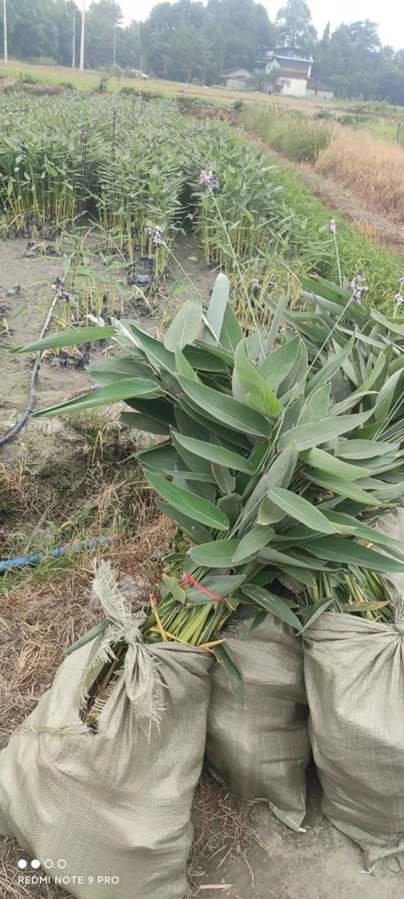自家基地直销再力花再力花地苗杯苗批发再力花一手货源