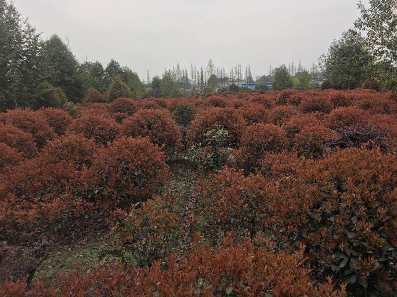 红叶石楠球价格成都红叶石楠球种植基地红叶石楠球批发