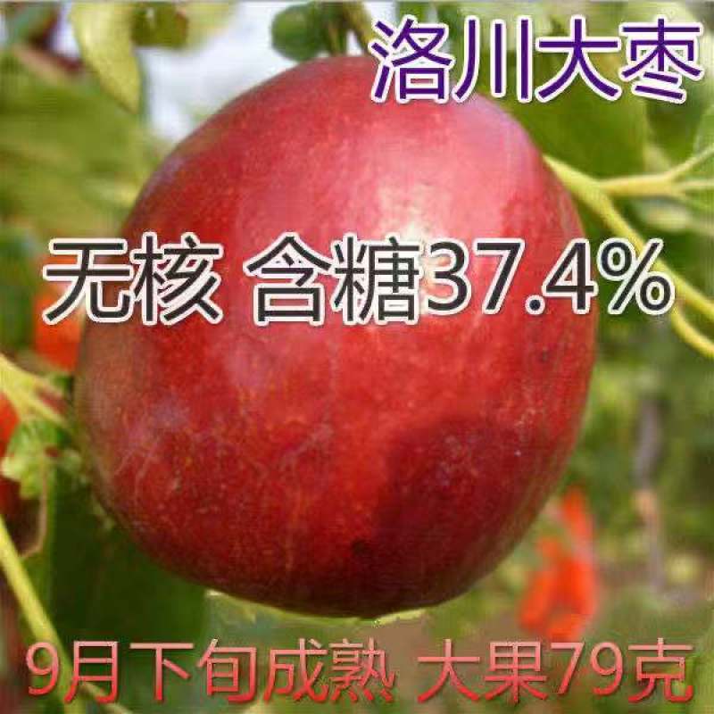 种子种苗枣树苗中华大龙枣苗当年结果树南方北方金丝枣