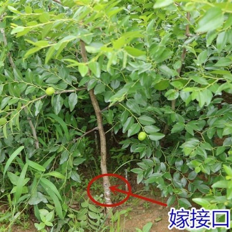 种子种苗枣树苗中华大龙枣苗当年结果树南方北方金丝枣