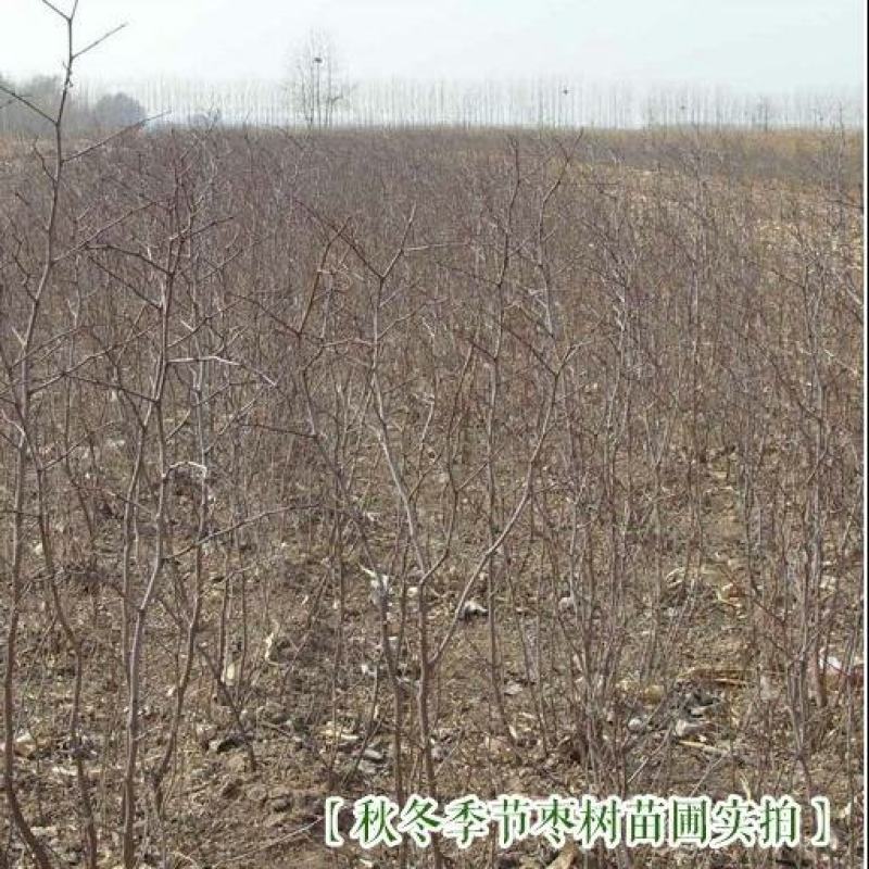 种子种苗枣树苗中华大龙枣苗当年结果树南方北方金丝枣