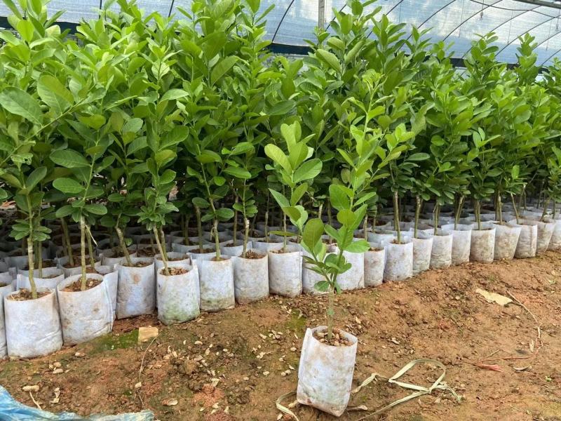 广东香水柠檬苗，台湾香水柠檬，青柠檬种植当年或第二年挂果
