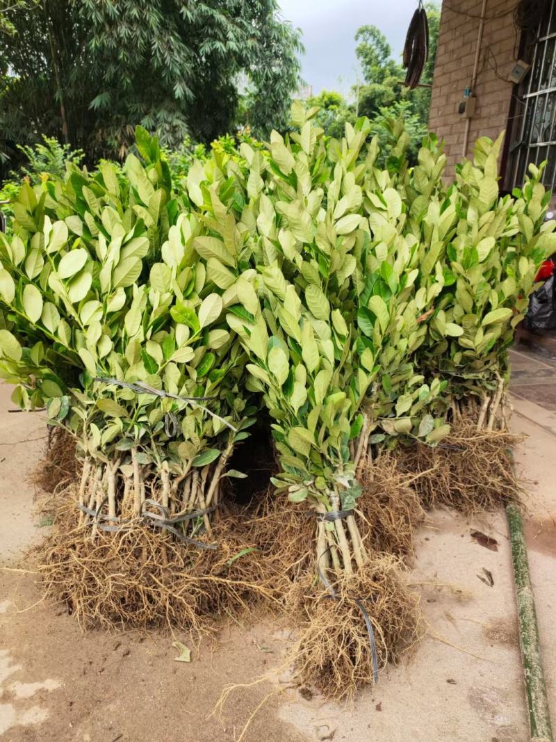 广东香水柠檬苗，台湾香水柠檬，青柠檬种植当年或第二年挂果
