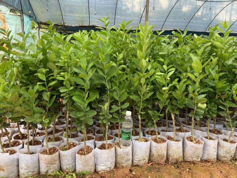 广东香水柠檬苗，台湾香水柠檬，青柠檬种植当年或第二年挂果