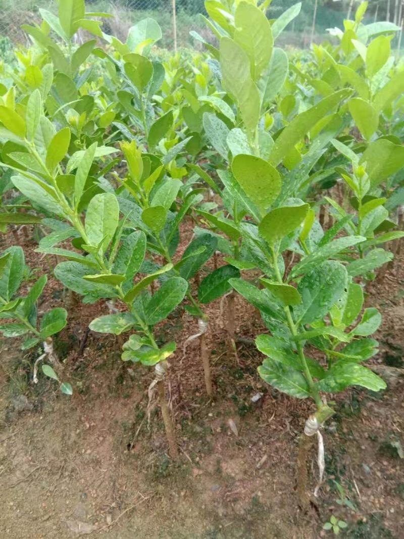 广东香水柠檬苗，台湾香水柠檬，青柠檬种植当年或第二年挂果