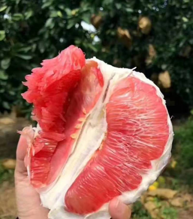 【柚子】湖北红心柚产地直发个大皮薄肉红对接市场电商