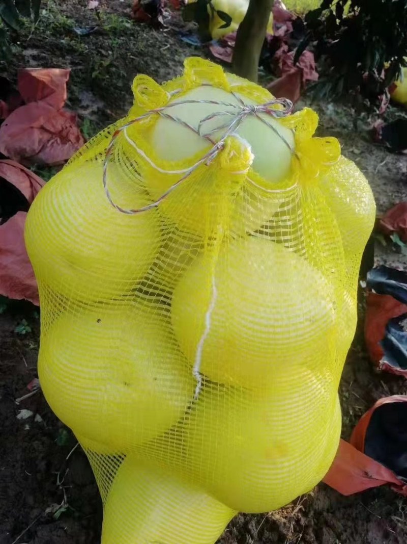【柚子】湖北红心柚产地直发个大皮薄肉红对接市场电商