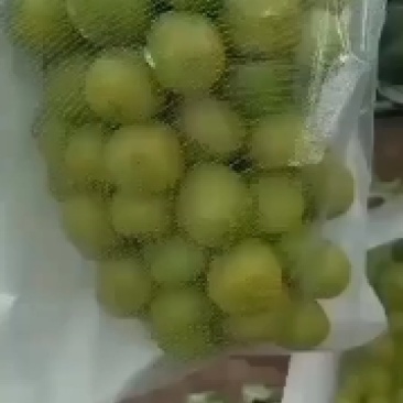 彭山区阳光玫瑰