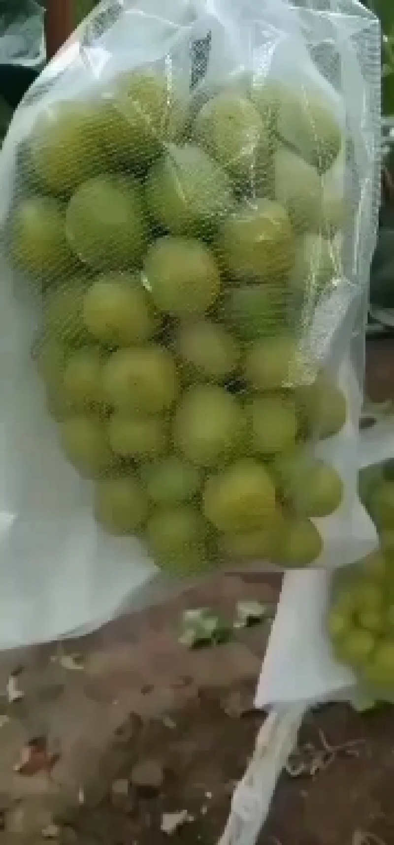彭山区阳光玫瑰