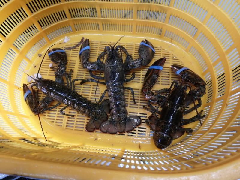 长期大量货源，低价批发生冻波士顿龙虾，质量好，统货批发