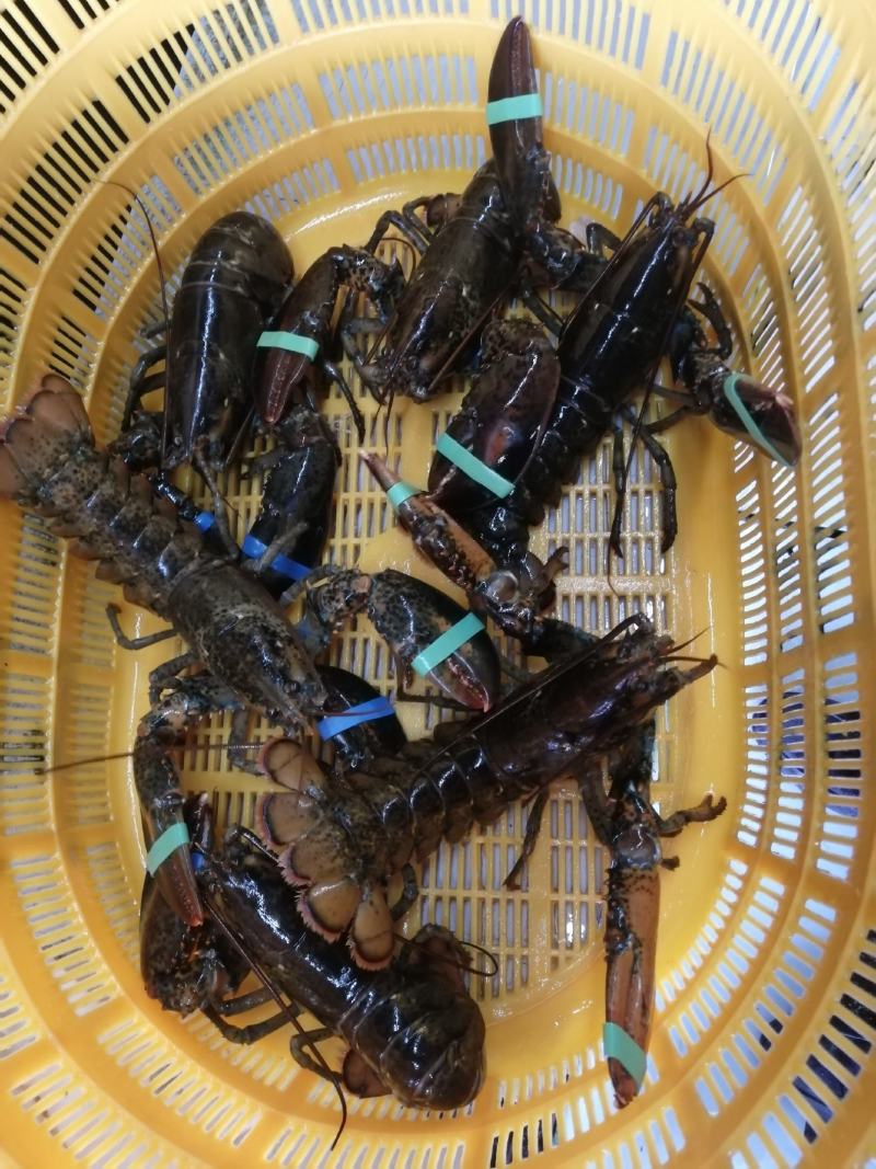 长期大量货源，低价批发生冻波士顿龙虾，质量好，统货批发