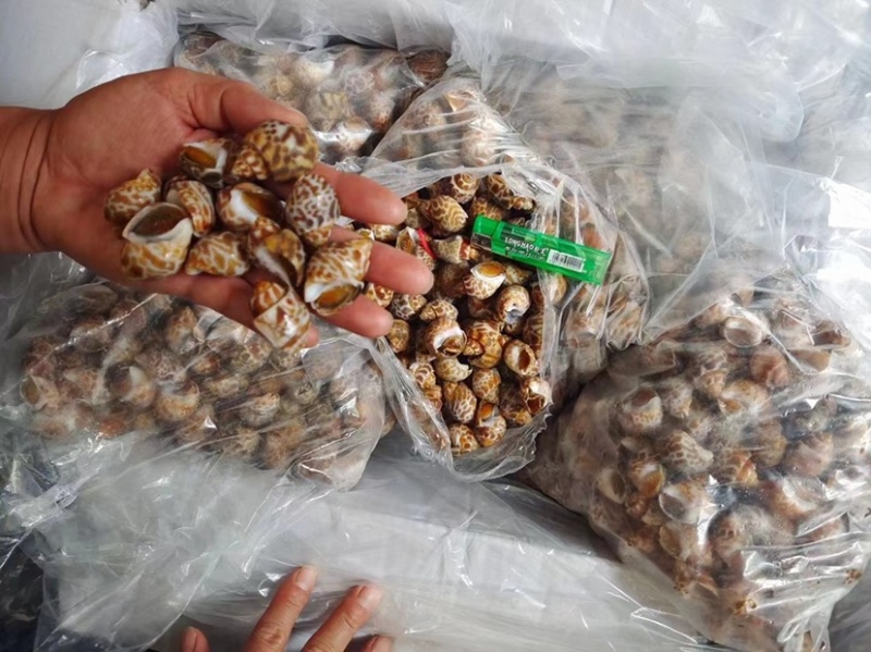 花螺/巴基斯坦花螺量大从优质量优先东风螺