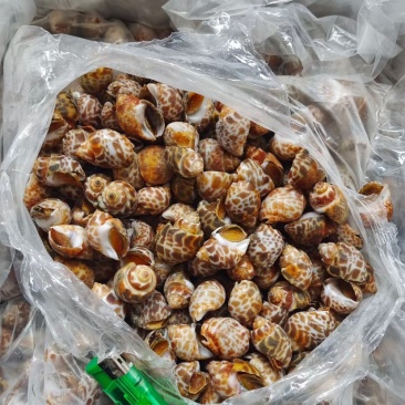 花螺/巴基斯坦花螺量大从优质量优先东风螺